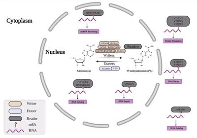 Effects of N6-Methyladenosine Modification on Cancer Progression: Molecular Mechanisms and Cancer Therapy